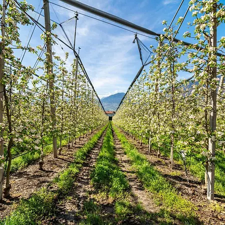 Rosa Unterschoeberlehof - Gloria * Merano