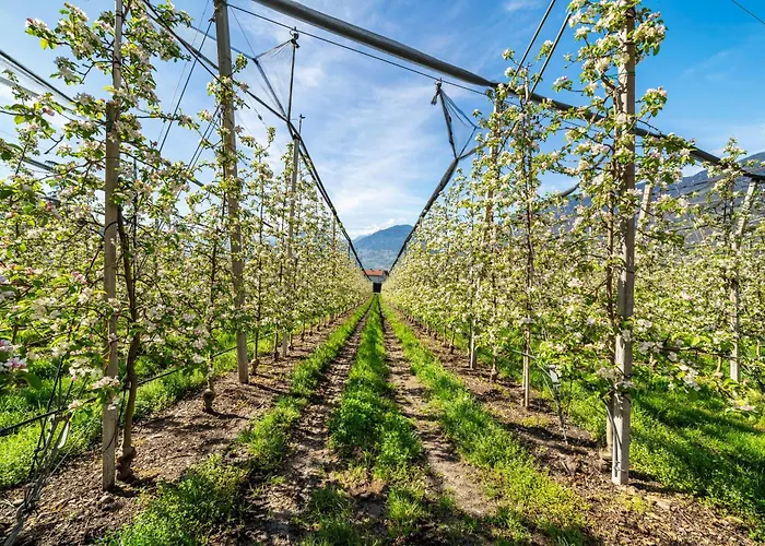 Rosa Unterschoeberlehof - Gloria * Merano